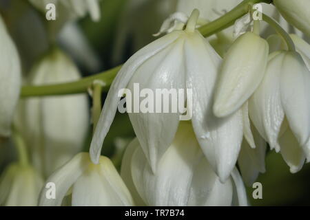 Yucca aloifolia in piena fioritura con splendidi fiori bianchi presi in condizioni di luce solare intensa e trovato in Corralejo Fuerteventura nelle isole Canarie Las Pal Foto Stock