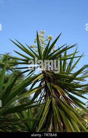 Yucca aloifolia in piena fioritura con splendidi fiori bianchi presi in condizioni di luce solare intensa e trovato in Corralejo Fuerteventura nelle isole Canarie Las Pal Foto Stock