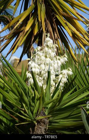 Yucca aloifolia in piena fioritura con splendidi fiori bianchi presi in condizioni di luce solare intensa e trovato in Corralejo Fuerteventura nelle isole Canarie Las Pal Foto Stock