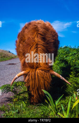 Highland mucca pascolare su erba verde a lato di una strada con cielo blu Foto Stock