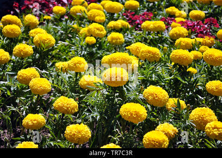 Tagetes erecta Le calendule glade giallo e arancio fiori che sbocciano in crescita in letto di fiori Foto Stock