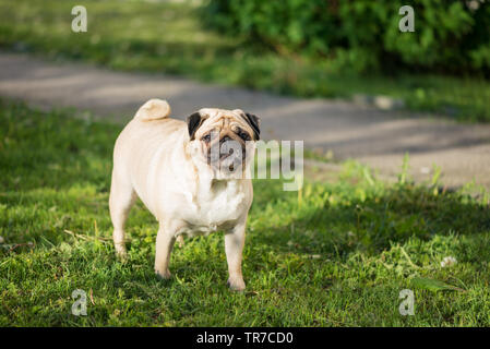 Carino il beige pug cane con grandi occhi è in piedi e guardando la telecamera su un cane a camminare con erba verde area su una mattina d'estate. Foto Stock
