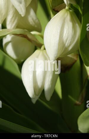Yucca aloifolia in piena fioritura con splendidi fiori bianchi presi in condizioni di luce solare intensa e trovato in Corralejo Fuerteventura nelle isole Canarie Las Pal Foto Stock