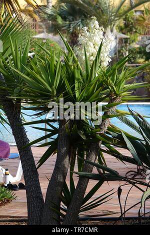 Yucca aloifolia in piena fioritura con splendidi fiori bianchi presi in condizioni di luce solare intensa e trovato in Corralejo Fuerteventura nelle isole Canarie Las Pal Foto Stock