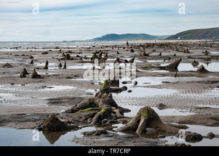 Resti delle antiche foreste affondata ha rivelato a Borth, Ceredigion Foto Stock