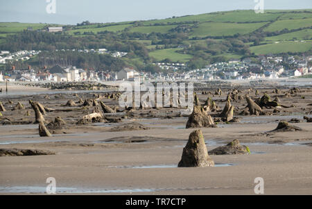 Resti delle antiche foreste affondata ha rivelato a Borth, Ceredigion Foto Stock