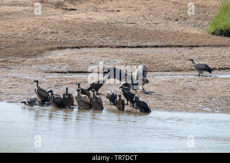 White-Backed avvoltoi la balneazione in nero fiume Umfolozi, iMfolozi, Sud Africa. Foto Stock