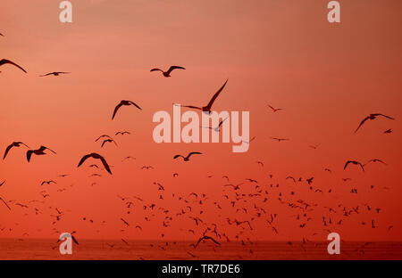 Silhouette di innumerevoli Wild gabbiani sorvolano il mare in rosso vivace gradazione di colori Foto Stock