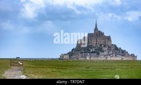 Pecore al pascolo su un campo con Le Mont St-Michel in background su un giorno nuvoloso Foto Stock