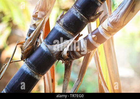 Rosso fresco di canna da zucchero gli stocchi impianto albero che cresce nel giardino campo di canna da zucchero Foto Stock