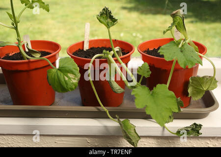 I giovani di Zucchine Zucchine o piante con la brina Foglie danneggiate Foto Stock