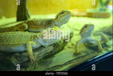 Draghi barbuti giacente a terra ( Pogona Vitticeps ) - australian lizard specie di lucertola del deserto Foto Stock