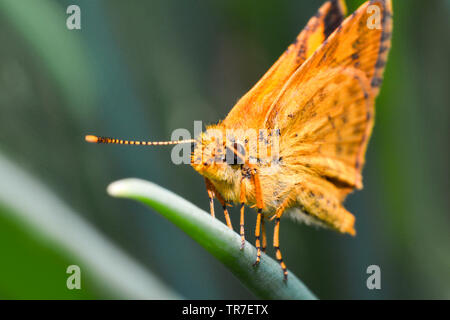 Insetti arancione farfalla sulla pianta verde in giardino sullo sfondo della natura Foto Stock