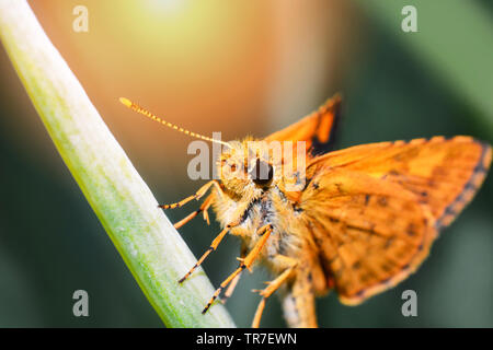 Insetti arancione farfalla sulla pianta verde in giardino sullo sfondo della natura Foto Stock