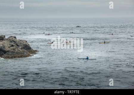 Un gruppo di Kayakers di mare al largo della costa di Anglesey nel Galles del Nord. Foto Stock