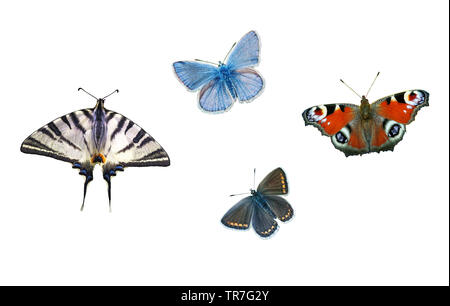 Imposta le farfalle colorate isolate su sfondo bianco. Plebejus argus (blu con borchie d'argento), coda di rondine scarsa, pavone, Argus bruno (Aricia agestis) Foto Stock