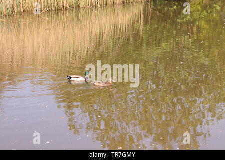 Fotografia di una coppia di anatre nuotare nel Isabella Plantation si trova a Richmond Park, Londra. Foto Stock