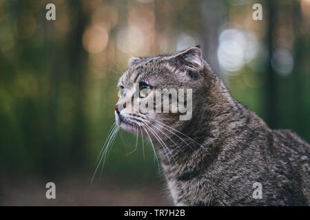 Ritratto di un gatto bianco Foto Stock