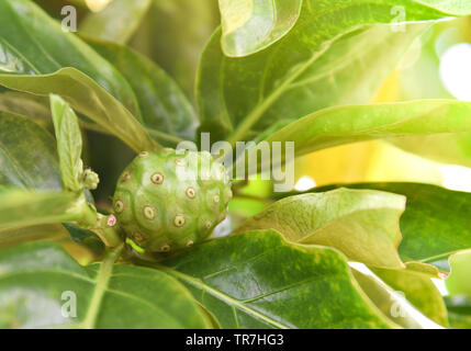 Fresca frutta noni su albero nature medicine a base di erbe / Altri nomi grande morinda - Spiaggia mulberry Foto Stock