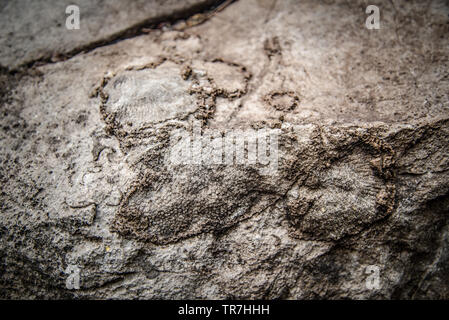 Fossili di conchiglie di lumaca sulla superficie pietra / Archeologia e Paleontologia Foto Stock