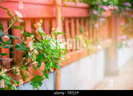 Pervinca e fiori di gelsomino a fioritura recinzione in legno in primavera estate nel cortile anteriore Foto Stock