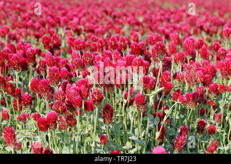 Campo di trifoglio rosso vicino. Fiore rosa sfondo. Foto Stock