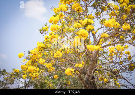 Argento struttura a campana / Oro paraguaiane fiore giallo tree Foto Stock