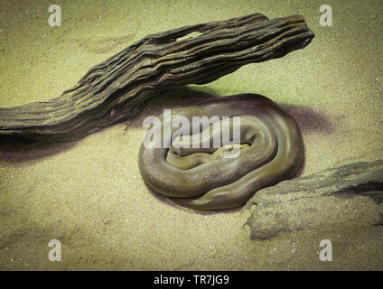 Animale rettile serpente di verde pitone birmano sdraiati sulla sabbia / Python molurus bivittatus Foto Stock