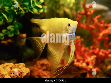 Bianco Argento angelfish nuoto pesce serbatoio acquario subacqueo / Pterophyllum scalare Foto Stock