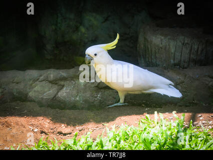 Giallo crested cacatua bird camminando sulla terra / Cacatua galerita zolfo Foto Stock