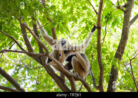 Hoolock Gibbon bianco e nero consegnato gibbone sugli alberi della foresta nel parco nazionale / Hylobates lar Foto Stock