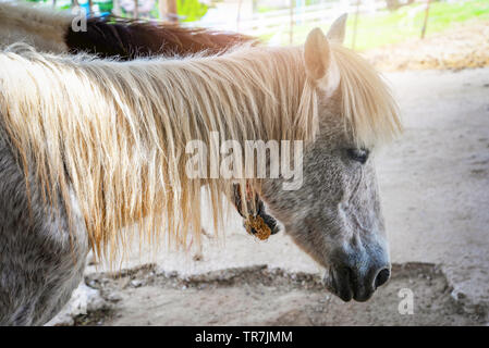 Nana bianca pascolo cavalli su stabili nel cavallo fattoria Foto Stock