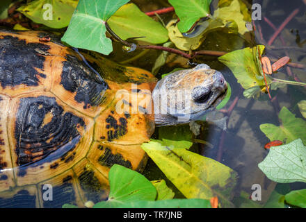 Tartarughe di acqua dolce piscina galleggiante sul laghetto / tartaruga di mangiare verdura gloria di mattina impianto Foto Stock