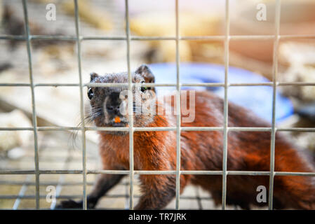 Di ratto o di scoiattolo rosso brown fur in gabbia nel santuario della fauna selvatica di attesa per rilasciare la fauna selvatica alla natura il fuoco selettivo Foto Stock