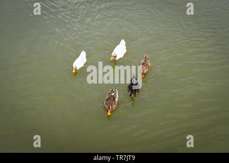 Anatra colorata galleggiante sul fiume piscina d'anatra nello stagno gustare cibo alimentazione Foto Stock