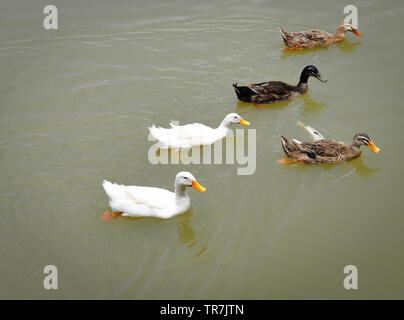 Anatra colorata galleggiante sul fiume piscina d'anatra nello stagno gustare cibo alimentazione Foto Stock