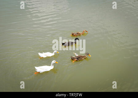 Anatra colorata galleggiante sul fiume piscina d'anatra nello stagno gustare cibo alimentazione Foto Stock