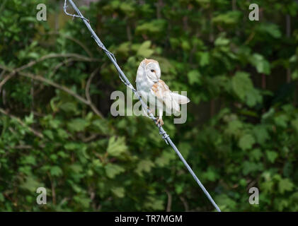 Il barbagianni, Tyto alba, sat sul filo, Lancashire, Regno Unito Foto Stock