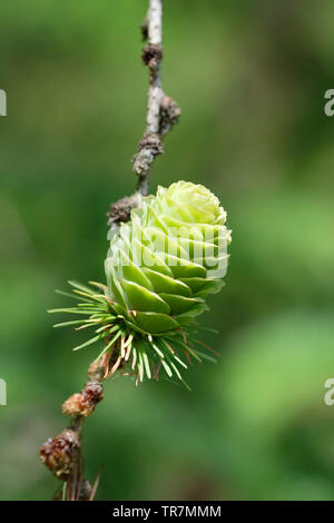 Close-up di giapponese larice cono, Larix kaempferi o Larix leptolepis, boschi di latifoglie (non-evergreen) conifer Foto Stock