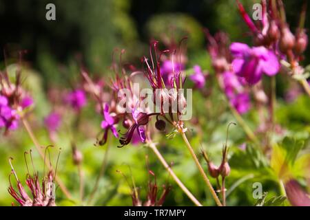 Close up bigroot rosa geranio (macrorrhizum) blossoms con boccioli chiuso e verde sfondo sfocato in letto giardino Foto Stock