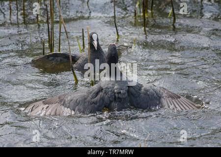 La folaga, fulica atra, uccelli spirali in acqua, Lancashire, Regno Unito Foto Stock