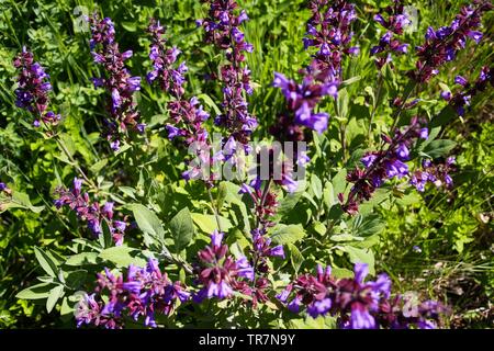 Close up di fioritura SALVIA (salvia) impianto bush nel letto giardino, Germania Foto Stock