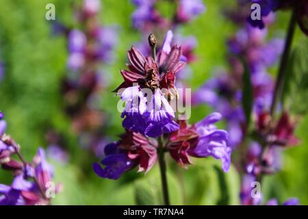 Close up di fioritura SALVIA (salvia) impianto bush nel letto giardino, Germania Foto Stock