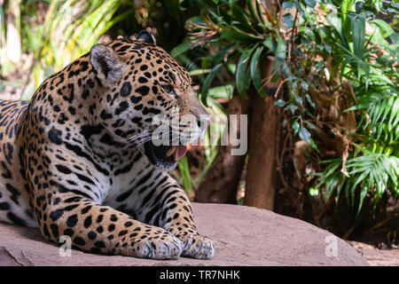 Una Jaguar (Panthera onca) in appoggio su una roccia, guardando attraverso il telaio verso destra e lo spazio vuoto riempito con fogliame soleggiato. Foto Stock