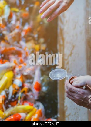 La felicità è la famiglia che si aiutano reciprocamente per alimentare molti fancy carpe Koi nel laghetto del giardino giapponese. La cura degli animali concetto. Foto Stock