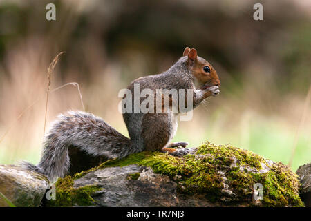 Scoiattolo grigio (Sciurus carolinensis) mangiare una nocciolina, seduto su un lichen sormontato muro di pietra con uno sfondo sfocato in Nebo, il Galles del Nord, Regno Unito Foto Stock