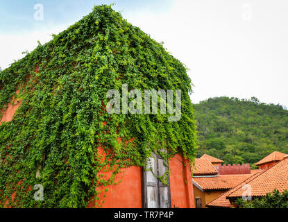 Pianta verde coperto sul tetto della casa in stile vintage con foglie d'edera crescente Foto Stock