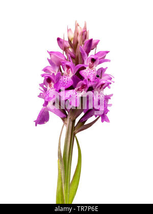 Inizio estate fiore spike del Regno Unito di fiori selvaggi nativo, Dactylorhiza Praetermissa, Southern Marsh Orchid su sfondo bianco Foto Stock