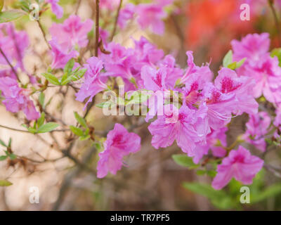 Rhododendron obtusum fiori nel parco. Luce naturale. Foto Stock