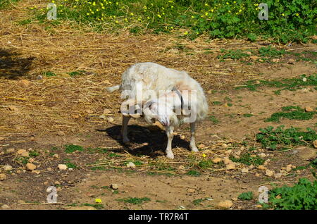 Girgentana (Capra aegagrus hircus) Foto Stock